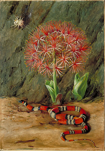 Flor Imperiale, Coral Snake and Spider, Brazil