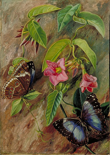 Twining Plant and Butterfly of Brazil