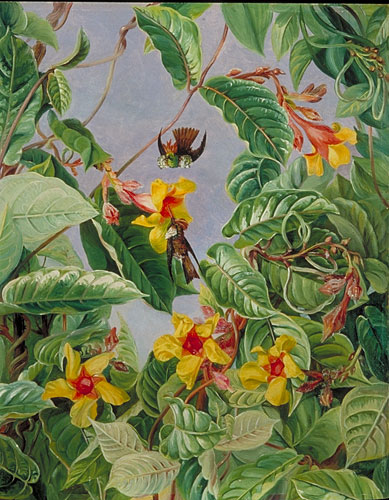 A Brazilian Climbing Shrub and Humming Birds