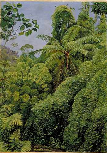 Tree Ferns and Climbing Bamboos in Gongo Forest, Brazil