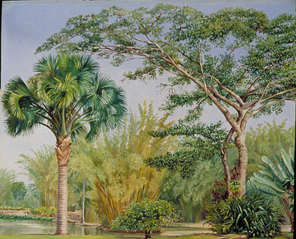Palm, Bamboos and India-rubber Trees in the Botanic Garden, Rio
