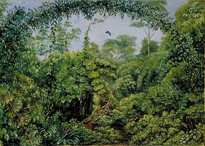 Butterflies' Road through Gongo Forest, Brazil