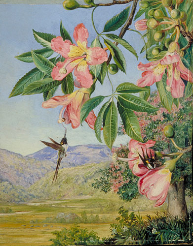 Foliage and Flowers of a Chorisia and double-crested Humming Birds, Brazil