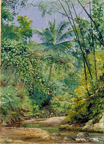 Bamboos, Cocoa Nut Trees, and other vegetation in the Bath Valley, Jamaica