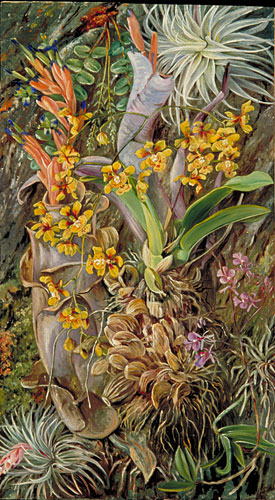 Group of Epiphytal Orchids and Bromeliads, Brazil