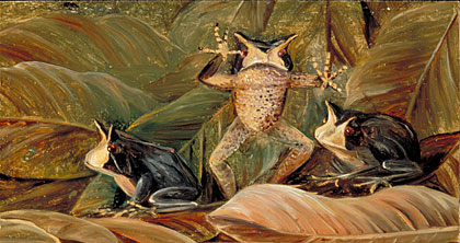Tree Frogs, found amongst dead leaves, Brazil
