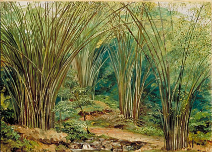 Valley of Bamboos near Bath, Jamaica