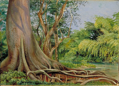 Snake Tree and Bamboos, on Spanish River, Jamaica