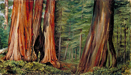 The Mariposa Grove of Big Trees, California