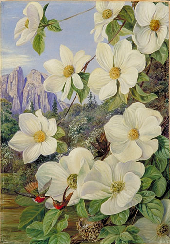 Foliage and Flowers of the Californian Dogwood, and Humming Birds