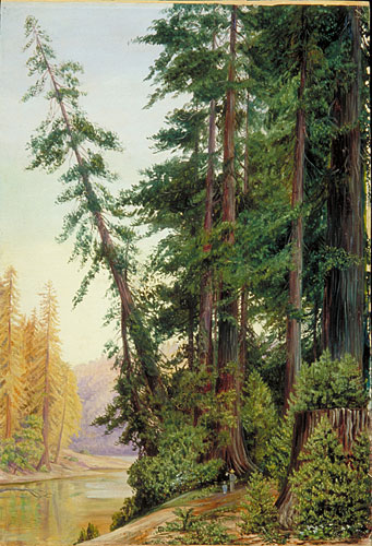 View in a Redwood Forest, California