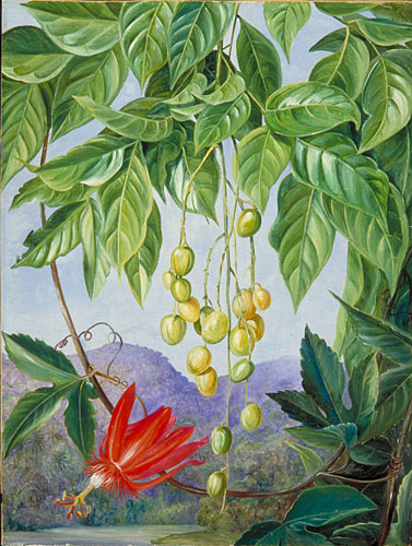Foliage and Fruit of the Wampee and American Passion Flower