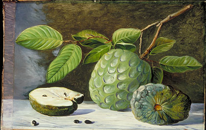 Foliage and Fruit of the Cherimoyer