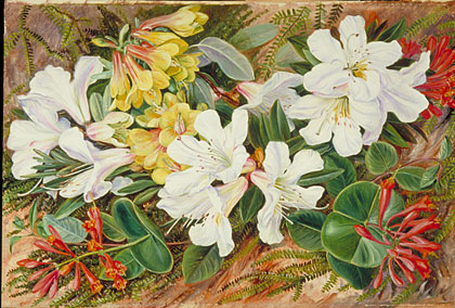 Indian Rhododendrons and North American Honeysuckle