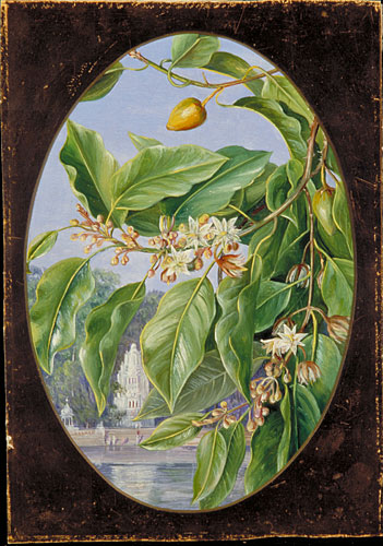 Foliage, Flowers, and Fruit of a Tree sacred to Krishna