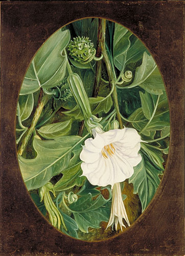 White-flowered Thorn Apple