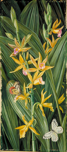 An Orchid and Butterflies