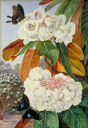 Rhododendron Falconeri, from the Mountains of North India