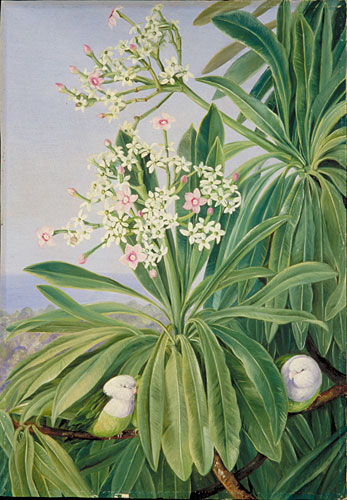 Ordeal Plant or Tanghin and Parokeets of Madagascar