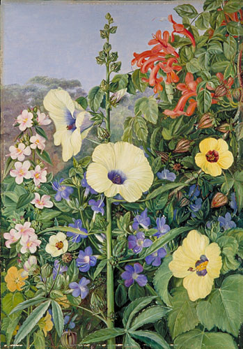Various species of Hibiscus with Tecoma and Barleria, Natal