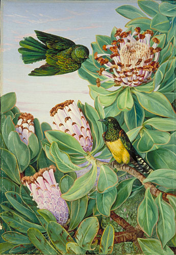 Protea and Golden-breasted Cuckoo, of South Africa