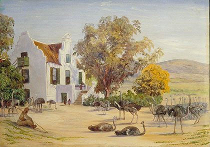 Ostrich Farming at Groot Post, South Africa