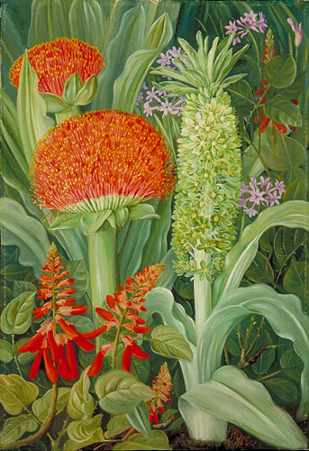 Haemanthus and other South African Flowers