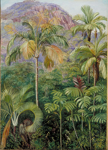 Palms in Mahe, Seychelles