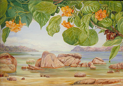 Foliage, Flowers, and Fruit of a common tree of the sea-shore, Praslin