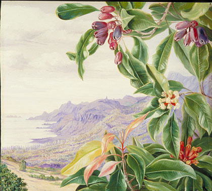 The Clove in fruit, and view over Mahe, Seychelles
