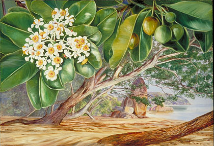 Foliage, Flowers and Fruit of the Tatamaka, Praslin