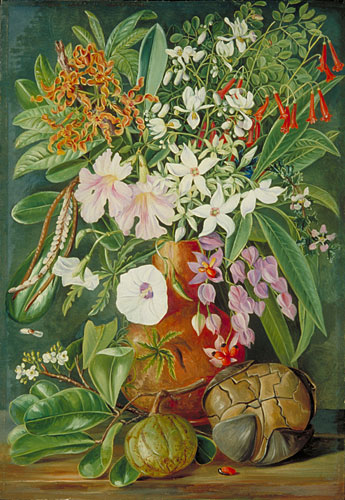 A Selection of Flowers, Wild and Cultivated, with Puzzle Nut, Mahe