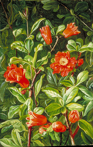 Flowers of the Pomegranate, painted in Teneriffe
