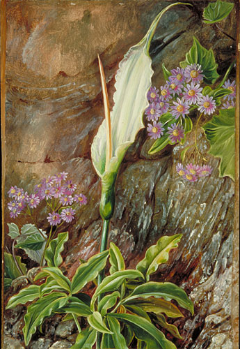 Dracunculus canariensis and Cineraria in Flower, Teneriffe