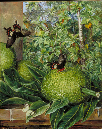 The Breadfruit, painted at Singapore