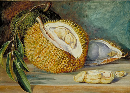 Durian Fruit from a large tree, Sarawak