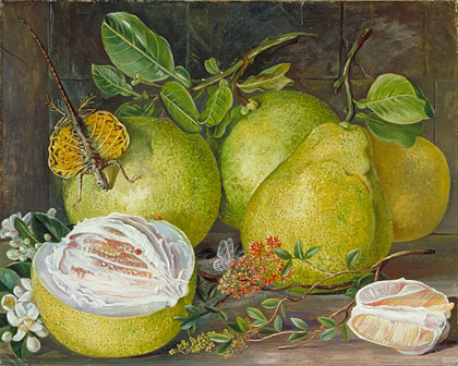 Flowers and Fruit of the Pomelo, a branch of Hennah, and Flying Lizard, Sarawak