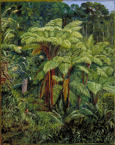 Group of Tree Ferns around the spring at Matang, Sarawak