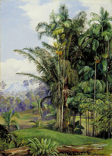 Group of Wild Palms, Sarawak, Borneo