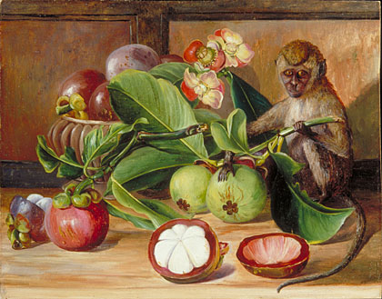Flowers and Fruit of the Mangosteen, and Singapore Monkey