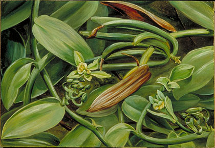 Foliage, Flowers, and Fruit of Vanilla albida