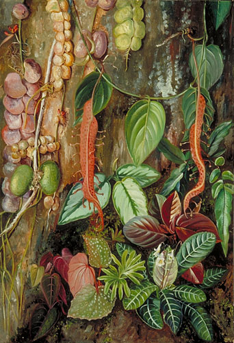 Group of Bornean Plants