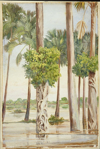 Palmyra Palms and Epiphytal Trees in Flood-time, Java