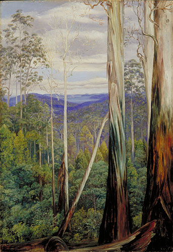 Blue Gum Trees, Silver Wattle, and Sassafrason the Huon Road, Tasmania
