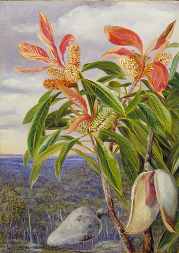 Flowers and Seed-vessels of the Port Jackson Wooden Pear, New South Wales