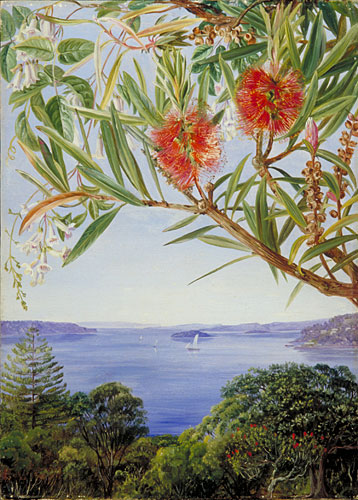 Two Australian Shrubs with Sydney Harbour below