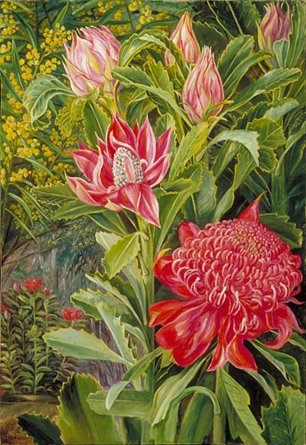 Flowers of the Waratah, of New South Wales