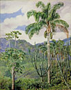 View in Brazil near Ouro Preto with Oil Palms