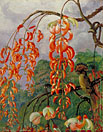 Flowers of a Coral Tree and King of the Flycatchers, Brazil