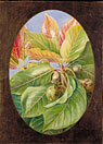 Foliage and Fruit of the Mahwa